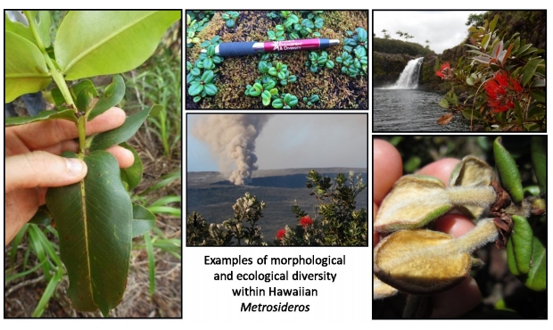 exemples de morphologies différentes des metrosideros d'Hawaï