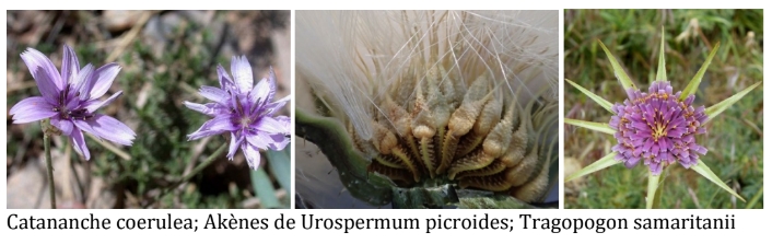 exemples d'asteraceae différentes