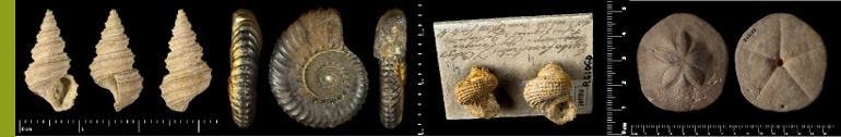Exemples de spécimens de paléontologie