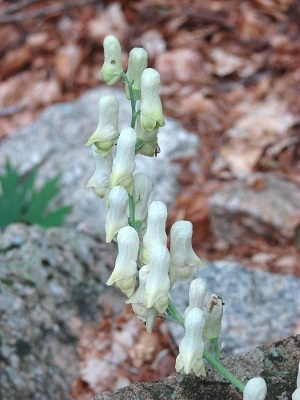A. lycoctonum subsp. vulparia (Rchb.) Nyman