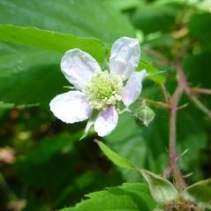 Image Rubus de Maine-et-Loire