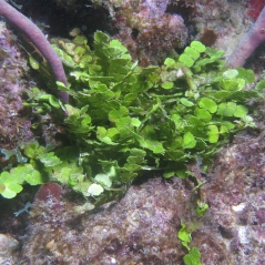 Image Halimeda : l’algue verte princesse des mers 