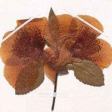 Image Les Cunoniaceae, épisode 3