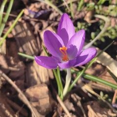 Image Les crocus