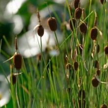 Image Typha, vulnérables massettes !