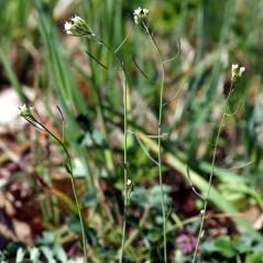 Image Arabidopsis thaliana, l'illustre inconnue ?