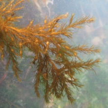 Image Mission Sargassum (et Cystoseira): quand les algues prennent la clef des mers !