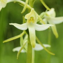 Image Orchidées de France, Le genre Platanthera